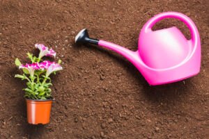 Plantas